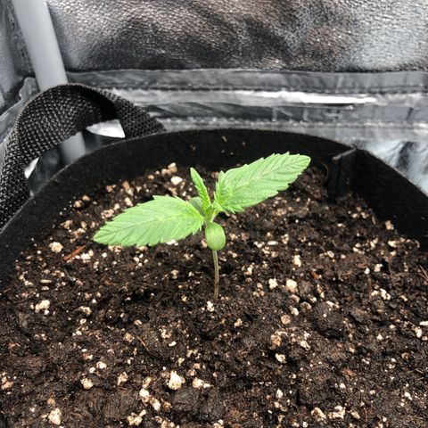 Automatic Jack growlog timeline photo