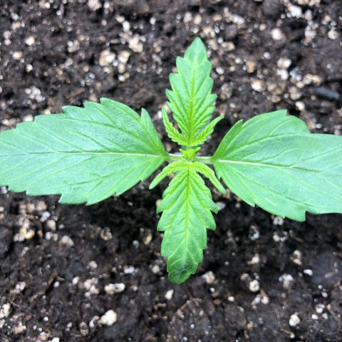 Automatic Jack growlog timeline photo