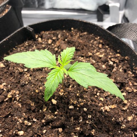Automatic Jack growlog timeline photo