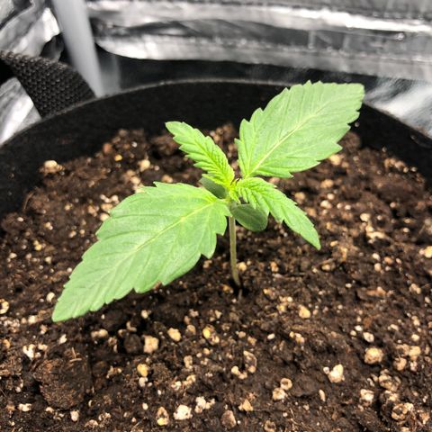 Automatic Jack growlog timeline photo