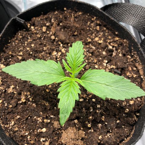 Automatic Jack growlog timeline photo