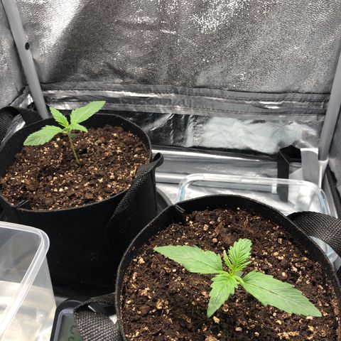 Automatic Jack growlog timeline photo