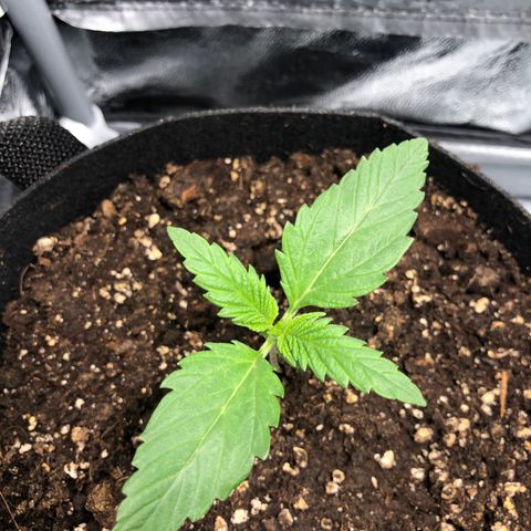 Automatic Jack growlog timeline photo