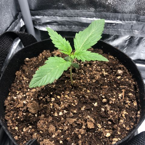 Automatic Jack growlog timeline photo