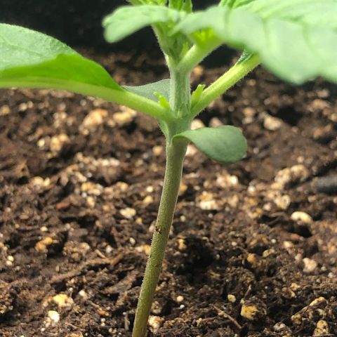 Automatic Jack growlog timeline photo