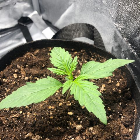 Automatic Jack growlog timeline photo