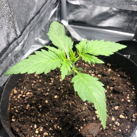 Automatic Jack growlog timeline photo