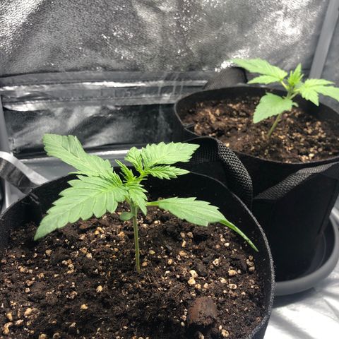 Automatic Jack growlog timeline photo