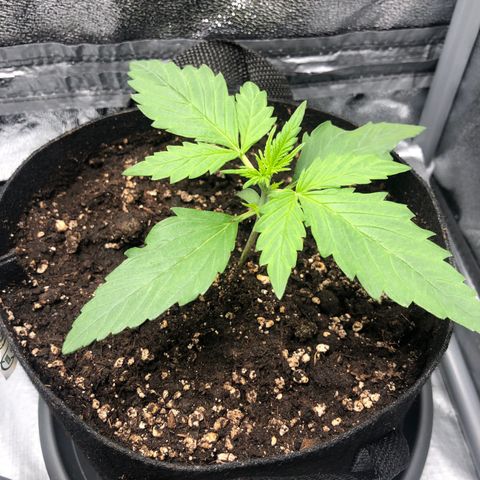 Automatic Jack growlog timeline photo