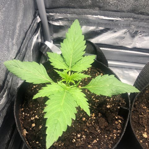 Automatic Jack growlog timeline photo