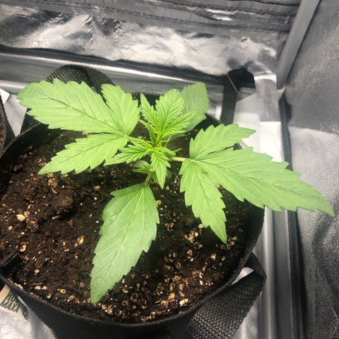 Automatic Jack growlog timeline photo