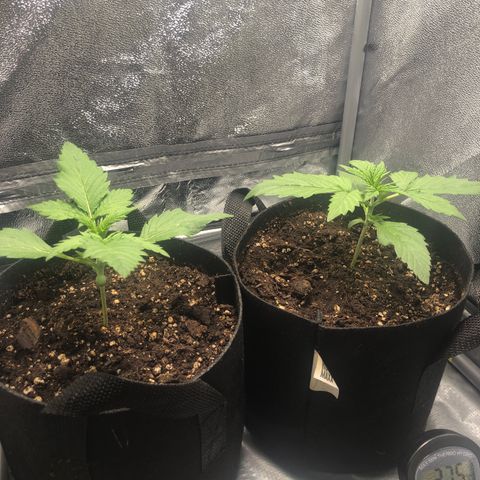 Automatic Jack growlog timeline photo