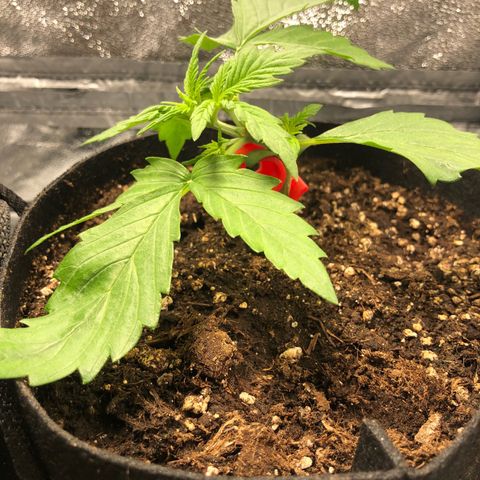Automatic Jack growlog timeline photo