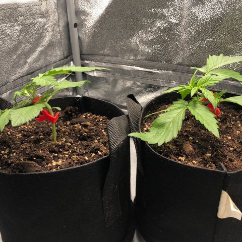 Automatic Jack growlog timeline photo