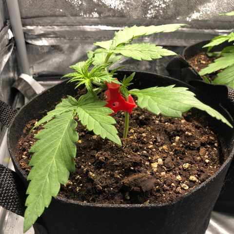 Automatic Jack growlog timeline photo