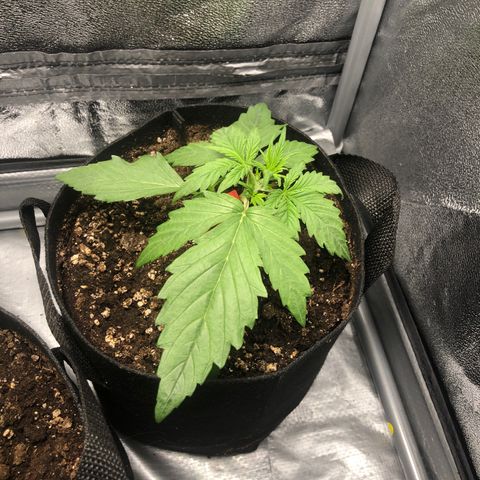 Automatic Jack growlog timeline photo