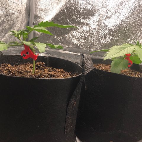 Automatic Jack growlog timeline photo