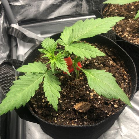 Automatic Jack growlog timeline photo