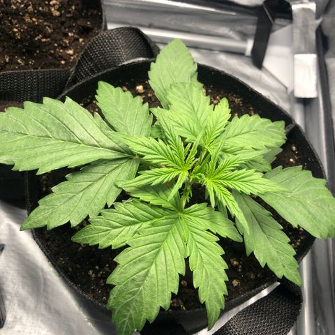 Automatic Jack growlog timeline photo