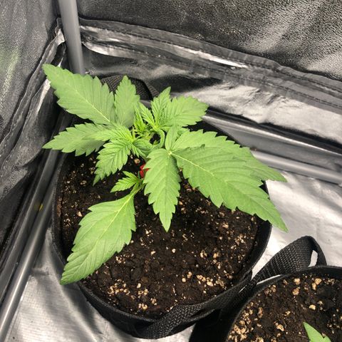 Automatic Jack growlog timeline photo