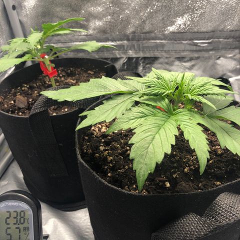 Automatic Jack growlog timeline photo