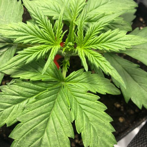 Automatic Jack growlog timeline photo