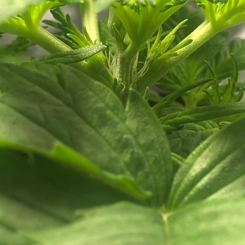 Automatic Jack growlog photo: Vorblüte!