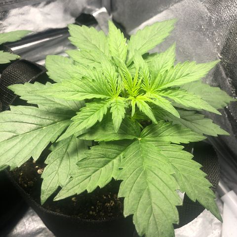 Automatic Jack growlog photo: Vorblüte!