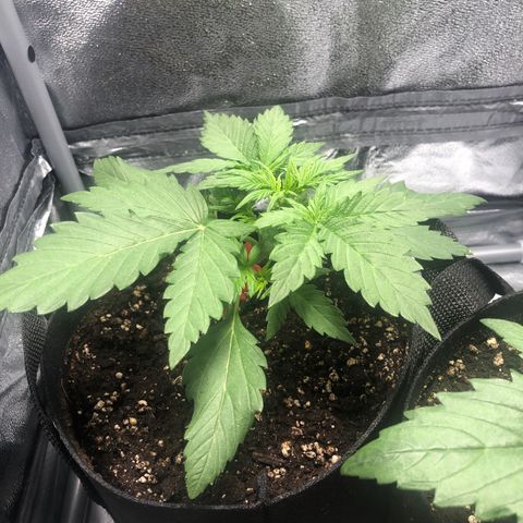 Automatic Jack growlog photo: Vorblüte!