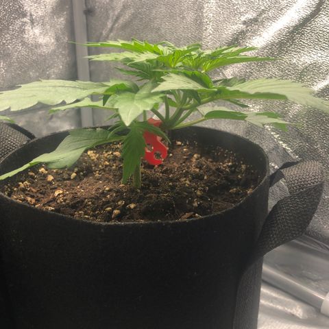 Automatic Jack growlog photo: Vorblüte!