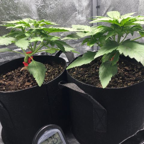Automatic Jack growlog timeline photo