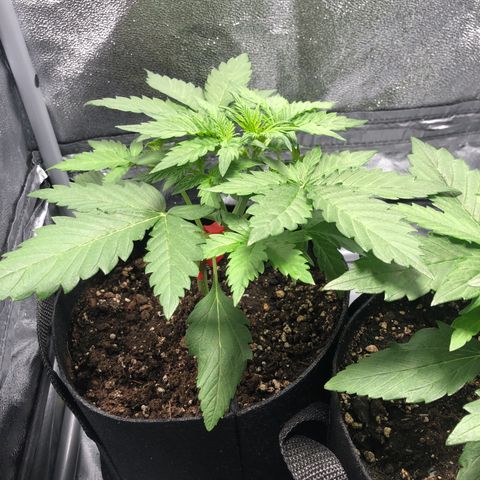 Automatic Jack growlog timeline photo