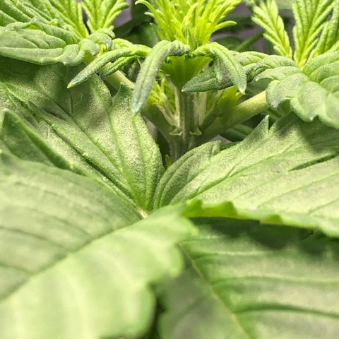 Automatic Jack growlog timeline photo