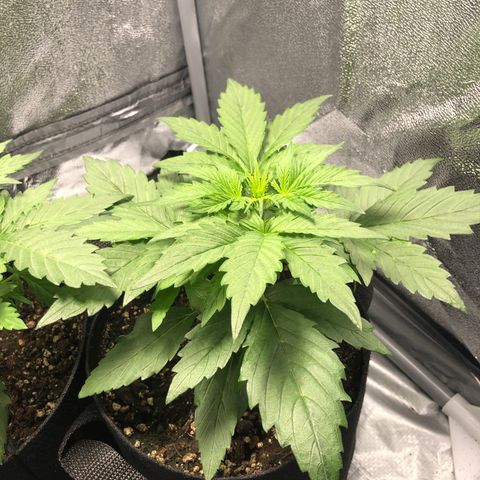 Automatic Jack growlog timeline photo