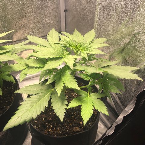 Automatic Jack growlog timeline photo