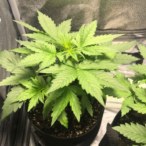 Automatic Jack growlog timeline photo