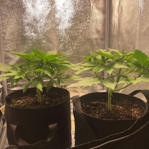Automatic Jack growlog timeline photo