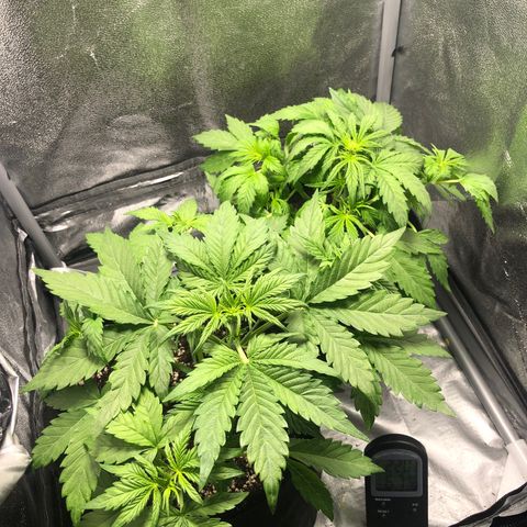Automatic Jack growlog timeline photo