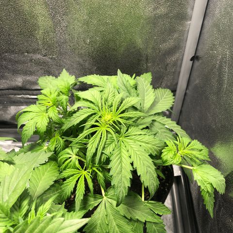 Automatic Jack growlog timeline photo