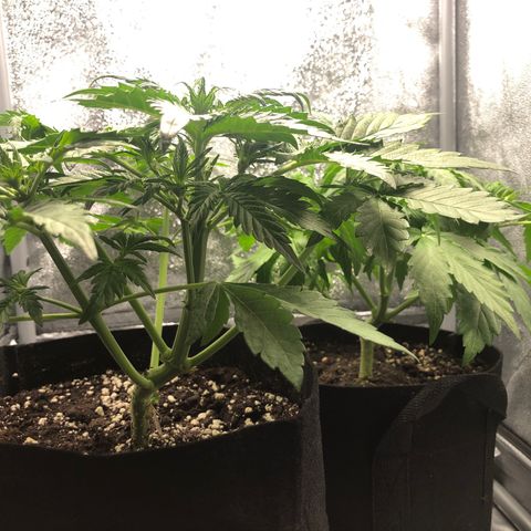 Automatic Jack growlog timeline photo
