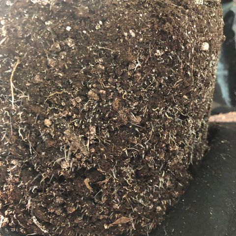Automatic Jack growlog timeline photo