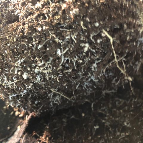 Automatic Jack growlog timeline photo
