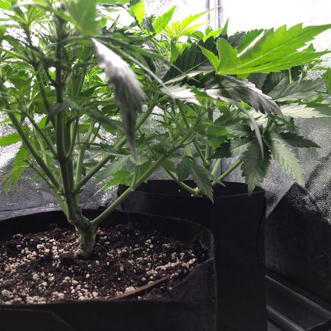 Automatic Jack growlog timeline photo
