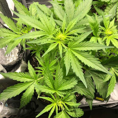 Automatic Jack growlog timeline photo