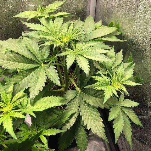 Automatic Jack growlog timeline photo