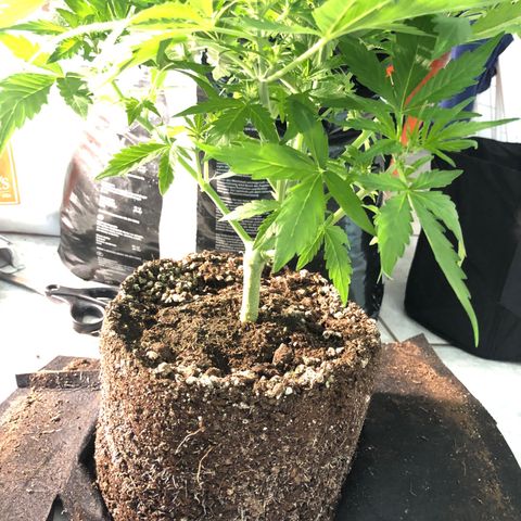 Automatic Jack growlog timeline photo