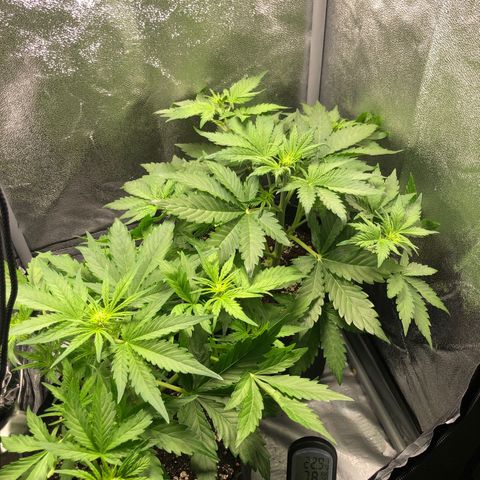 Automatic Jack growlog timeline photo