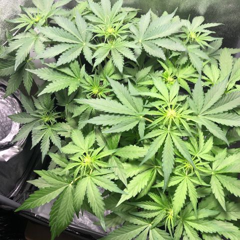 Automatic Jack growlog timeline photo