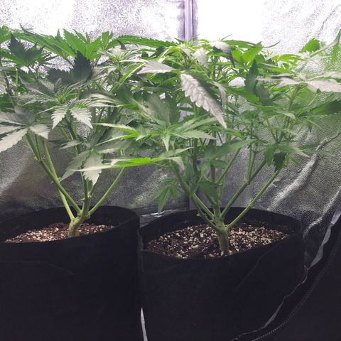 Automatic Jack growlog timeline photo