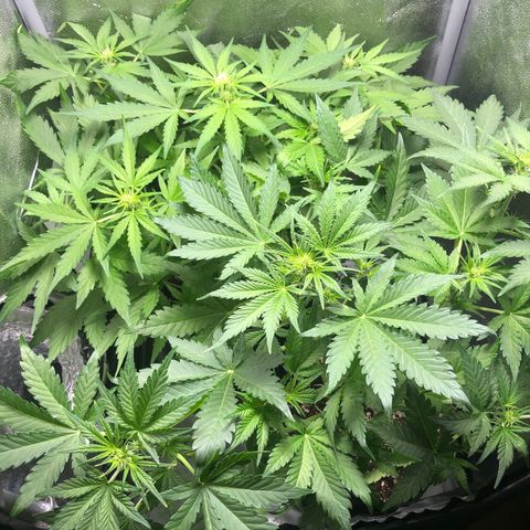 Automatic Jack growlog timeline photo